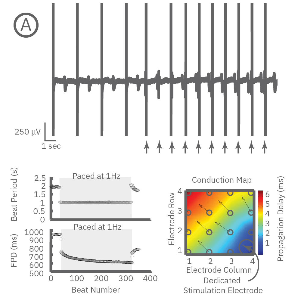 Cardiomyocyte Pacing | Axion Biosystems